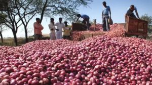 84001f99e7277b145277980c83e172ee96fe947437d5e325e3aad3fdd4f4e8c1.0-1-300x168 মুখ ফিরিয়ে নিয়েছে বাংলাদেশ, মাথায় হাত ভারতের পেঁয়াজ ব্যবসায়ীদের