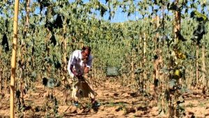 pic-7-691c9b9eb848e-300x169 হাসিনার রায়ের খুশিতে কৃষকের বিস্কুট বিতরণ, আ.লীগ কর্মীদের কাণ্ড